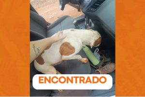 Família de Ponta Grossa reencontra cachorro perdido após três dias Boca no Trombone Família de Ponta Grossa reencontra cachorro perdido após três dias