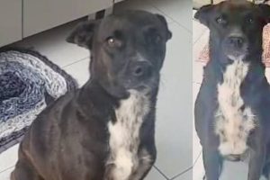 Família busca por Kira, cachorrinha desaparecida em Ponta Grossa Boca no Trombone Família busca por Kira, cachorrinha desaparecida em Ponta Grossa