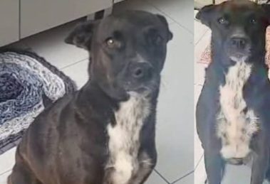 Família busca por Kira, cachorrinha desaparecida em Ponta Grossa Boca no Trombone Família busca por Kira, cachorrinha desaparecida em Ponta Grossa