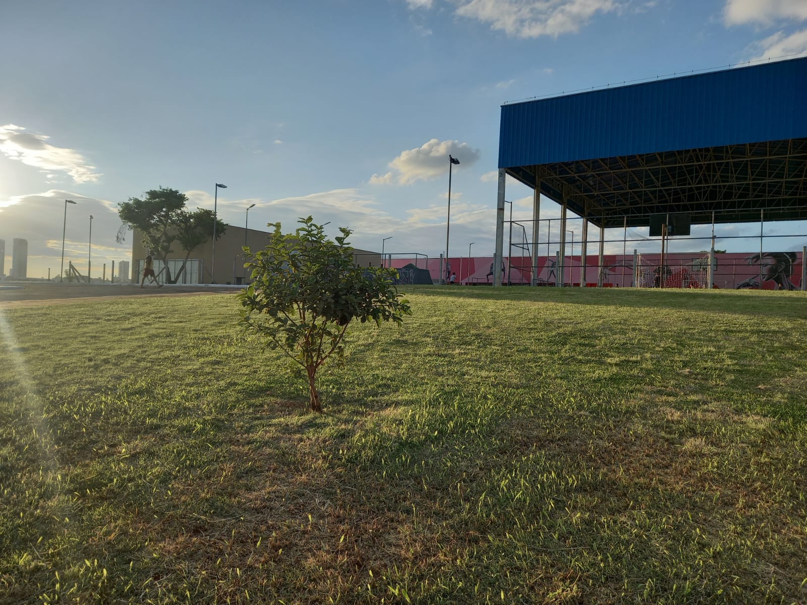 enxame de abelhas Boca no Trombone Imagem mostra enxame de abelhas em um pé de goiaba