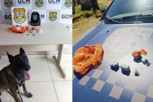 Cão farejador da GM encontra mochila com drogas em bairro de Ponta Grossa Boca no Trombone Cão farejador da GM encontra mochila com drogas em bairro de Ponta Grossa