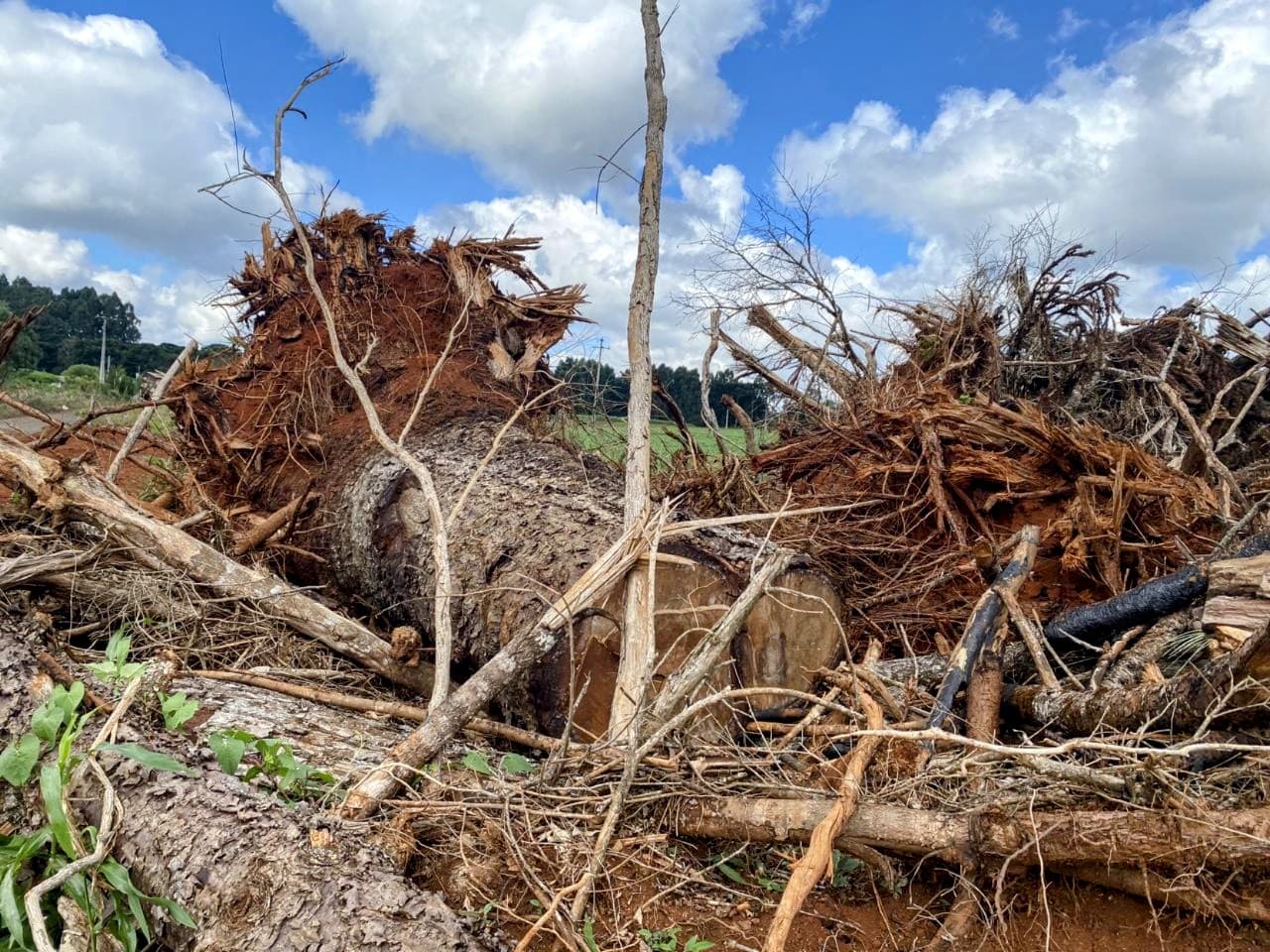 O local permanecerá embargado, impedindo qualquer nova atividade até a regularização da situação junto aos órgãos competentes - BNT O local permanecerá embargado, impedindo qualquer nova atividade até a regularização da situação junto aos órgãos competentes Boca no Trombone O local permanecerá embargado, impedindo qualquer nova atividade até a regularização da situação junto aos órgãos competentes