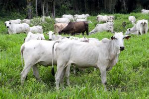Produtores rurais têm até 30 de junho para atualizar informações; falta de cadastro impede emissão de GTA e pode gerar multa Boca no Trombone Produtores rurais têm até 30 de junho para atualizar informações; falta de cadastro impede emissão de GTA e pode gerar multa