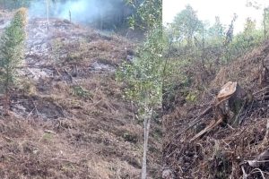 Polícia Civil e Guarda Civil de Sengés prendem em flagrante autor de crime ambiental Boca no Trombone Polícia Civil e Guarda Civil de Sengés prendem em flagrante autor de crime ambiental