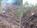 Polícia Civil e Guarda Civil de Sengés prendem em flagrante autor de crime ambiental Boca no Trombone Polícia Civil e Guarda Civil de Sengés prendem em flagrante autor de crime ambiental