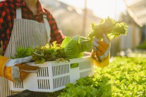 Prefeitura abre chamada para compra de alimentos de agricultores familiares Boca no Trombone Prefeitura abre chamada para compra de alimentos de agricultores familiares
