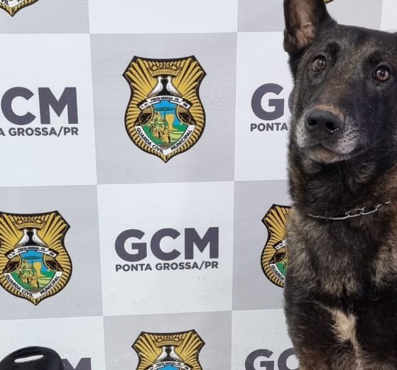 Cão K9 da Guarda Municipal localiza drogas e balança de precisão no Jardim Carvalho - BNT Cão K9 da Guarda Municipal localiza drogas e balança de precisão no Jardim Carvalho Boca no Trombone Cão K9 da Guarda Municipal localiza drogas e balança de precisão no Jardim Carvalho