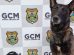 Cão K9 da Guarda Municipal localiza drogas e balança de precisão no Jardim Carvalho Boca no Trombone Cão K9 da Guarda Municipal localiza drogas e balança de precisão no Jardim Carvalho